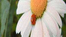 Karya Agung Ciptaan Allah Karya Agung Ciptaan Allah