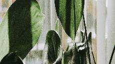 Iman yang Murah Hati Iman yang Murah Hati