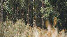 Jyrn yang Rendah Hati Jyrn yang Rendah Hati