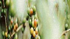 Belajar dari Satu Sama Lain Belajar dari Satu Sama Lain