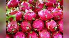 Buah Naga Super Pesanggaran Banyuwangi eMBe UMKM embeumkm Buah Naga Super Pesanggaran Banyuwangi eMBe UMKM embeumkm