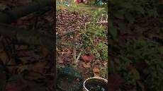 Wilayah yang Diprediksi Alami Kekeringan di Bulan Juni 2024 Shorts