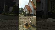 Merpati Berbagi Makanan shorts