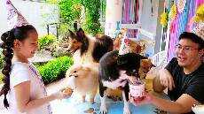 Bugs Cutest Puppy Moments 1 Hour Compilation Little Big Toys