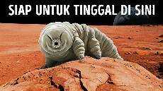 Satu satunya Makhluk yang Bisa Bertahan Hidup di Mars Satu satunya Makhluk yang Bisa Bertahan Hidup di Mars