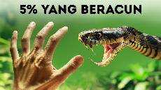 Ular Mencapai Jackpot Evolusioner Inilah Alasannya Ular Mencapai Jackpot Evolusioner Inilah Alasannya