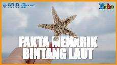 Fakta Menarik Bintang Laut yang Bisa Menumbuhkan Lengannya